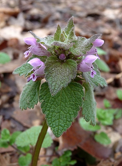 {Lamium purpureum}